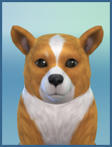 ansehen Pembroke Welsh Corgi Fox Welpe